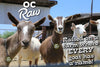 OC Raw Dog Frozen Yellow Goat Milk