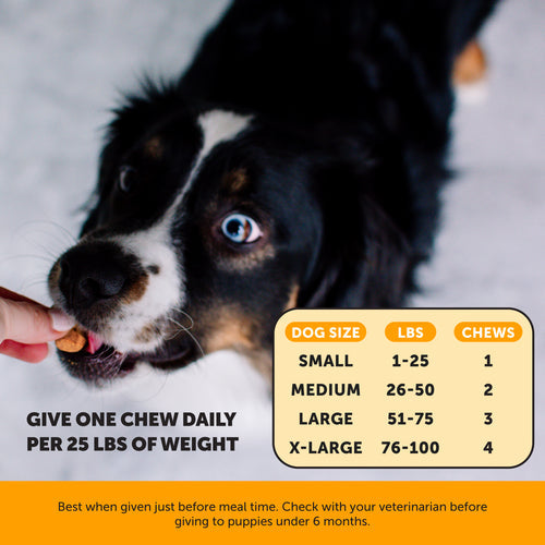 Pet Honesty Allergy Support Supplement Peanut Butter Flavor for Dogs (90 Soft Chews - 9.5 oz)