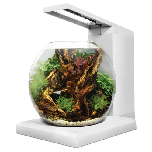 Fluval Liv Aquarium Kit White