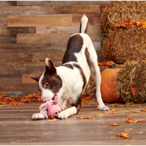 Bark Hambone Super Chewer Durable 2-in-1 + Enrichment Dog Toy