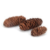 Ware Pet Products Pinecone Chews 3CT