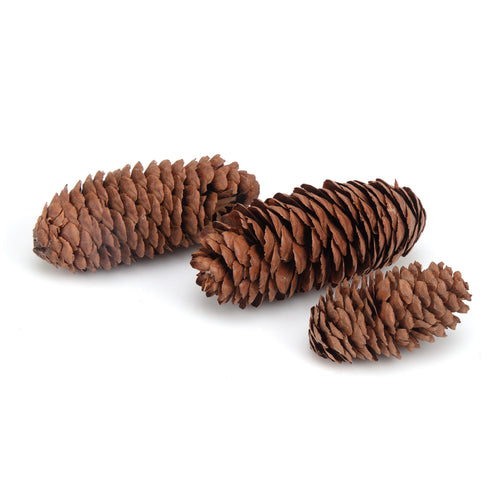 Ware Pet Products Pinecone Chews 3CT
