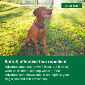 Advantus Chewable Flea Treatment for Dogs